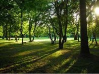 FOREST PARK GOLDEN CAPE