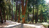 FOREST PARK GOLDEN CAPE