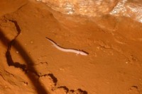 CAVE BAREDINE