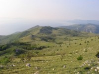 PLOMINSKI NEGRO