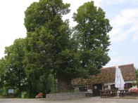LINDEN FROM MATIJA GUBEC
