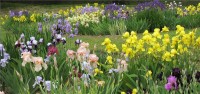 CEREMONY OF IRIS FLOWER, DONJA STUBICA, 20.05.2017.