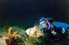 DIVING IN CENTRAL DALMATIA