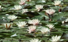 BOTANICAL GARDEN, ZAGREB