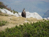 THE VELEBIT NATURE PARK