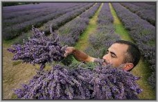 LAVENDER IN COOKERY