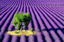 LAVENDER IN COOKERY