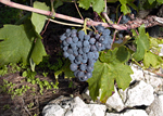 VINEYARD ON ISLAND PELJEŠAC