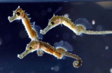 AQUARIUM PULA