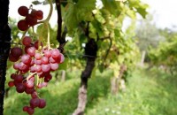 MALVASIA SAN SALVATORE - WINE BENVENUTI, MOTOVUN