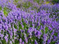 ISTRA LAVENDER - GRUPA ISTARSKA LAVANDA