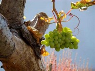 WINE PAG ŽUTICA - COMPANY VINA OTOKA PAGA