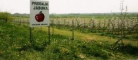 APPLE PRODUCTION - FAMILY FARM IVKA GRBESA, ĐAKOVO