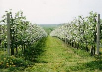 APPLE PRODUCTION - FAMILY FARM IVKA GRBESA, ĐAKOVO
