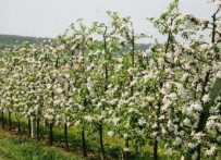 APPLE PRODUCTION - FAMILY FARM IVKA GRBESA, ĐAKOVO