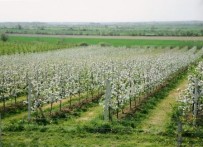 APPLE PRODUCTION - FAMILY FARM IVKA GRBESA, ĐAKOVO