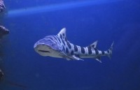 THE CRIKVENICA AQUARIUM 