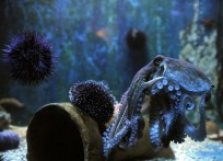 THE CRIKVENICA AQUARIUM 