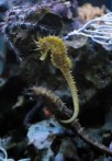 THE CRIKVENICA AQUARIUM 