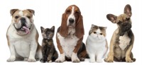 PETS