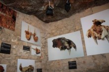 CAVE VRTARE MALE, DRAMALJ