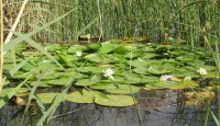 BACINA LAKES, PLOČE