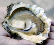 OYSTERS FROM STON