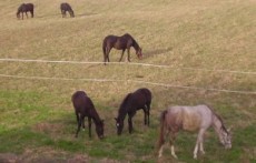 EQUESTRIAN CLUB „CAPISTRO“ , BILJE- KOPAČEVO