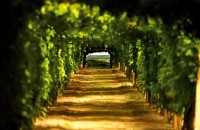 ERDUT WINES - RIESLING, RHINE RIESLING, CHARDONNAY, ZWEIGELT