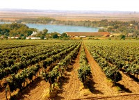 ERDUT WINES - RIESLING, RHINE RIESLING, CHARDONNAY, ZWEIGELT