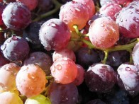 PREMIUM WINE CABERNET SAUVIGNON - AGRICULTURAL COOPERATIVE MASVIN