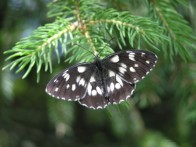 KUPA VALLEY - MAGICAL BUTTERFLY VALLEY