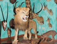 ZRINSKI FORTRESS - PERMANENT EXHIBITION FORESTRY, HUNTING AND FISHING
