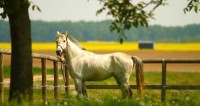 l with socializing with the horses! Three days for the whole family at the estate Visnjic
