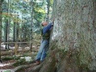 PINE CAR, VELEBIT