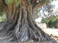 SITES WILD OLIVE - LUN