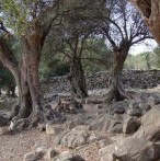 SITES WILD OLIVE - LUN