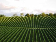 ZDJELAREVIĆ WINE, BRODSKI STUPNIK