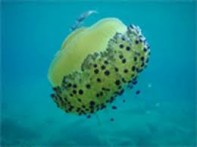 UNDERSEA OF LASTOVO ARCHIPELAGO