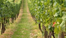 WINE ROAD OF DARUVAR