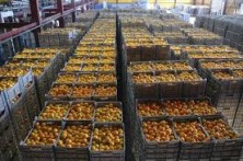 NERETVA MANDARINE WITH "GLOBAL GAP FRUIT" CERTIFICATE