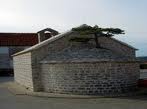 BLACK PINE TREE, NEREŽIŠĆA - ISLAND BRAČ